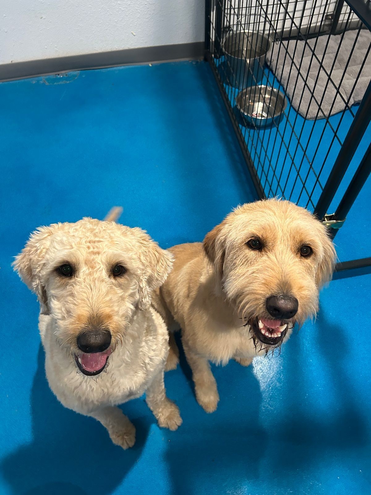 DOG BOARDING 