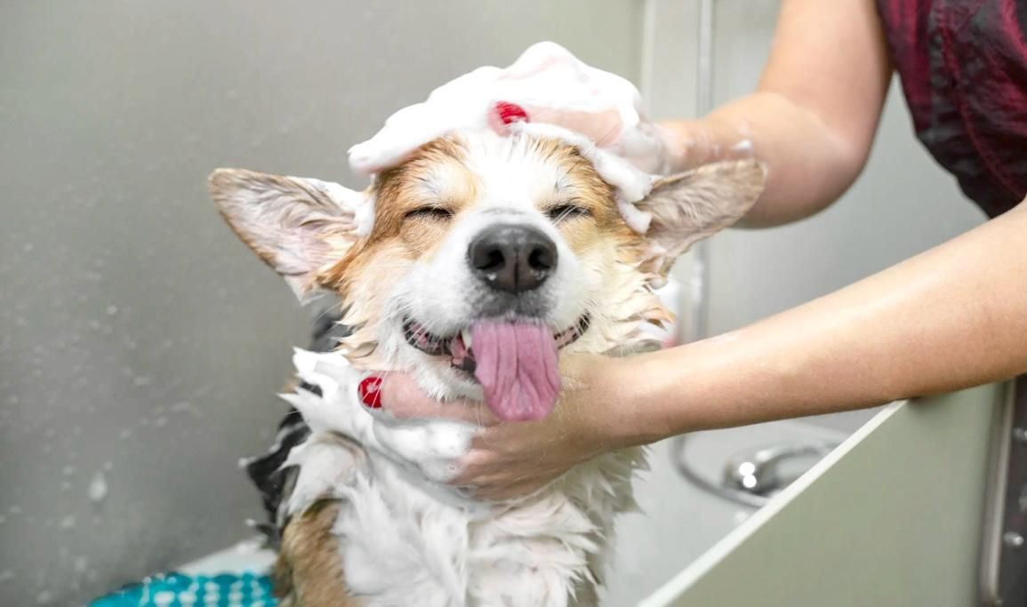 DOG WASH